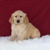 AKC Registered Golden Retriever For Sale Fredericksburg OH Female-Lily