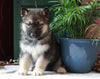 German Shepherd/ Siberian Husky Mix For Sale Millersburg, OH Male- Max