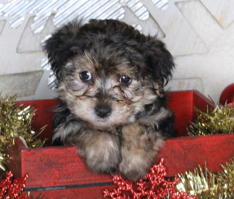 Yorkie-poo For Sale Millersburg OH Male-Mickie