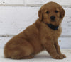 AKC Registered Golden Retriever For Sale Millersburg OH Male-Ace