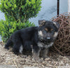 AKC Registered German Shepherd For Sale Millersburg OH Male-Trevor