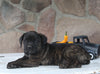 AKC Registered Cane Corso For Sale Wooster OH Male-Dominic