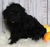 F1B Cavapoo For Sale Sugarcreek OH Female-Minnie