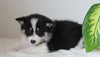 Pomsky For Sale Fredericksburg, OH Female- Daisy