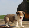 Collie Lassie For Sale Fredericksburg OH Female-Gloria