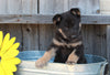 ACA Registered German Shepherd For Sale Millersburg, OH Female- Annabelle