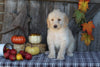 F1B Medium Labradoodle For Sale Millersburg OH Female-Frosty