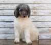 AKC Registered Standerd Poodle For Sale Millersburg OH Female-Fluffy