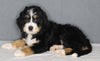 Bernedoodle For Sale Sugarcreek OH Female-Zoe