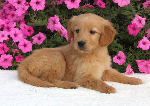 AKC Registered Golden Retriever For Sale Millersburg OH Female-Hailey
