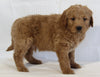 Mini Goldendoodle For Sale Beach City OH Male-Finn
