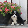 Mini Bernedoodle For Sale Sugarcreek OH Female-Mai