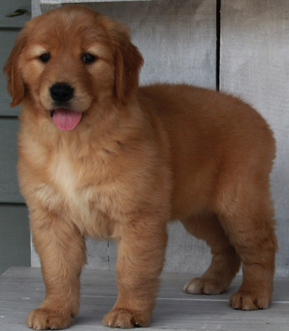 AKC Registered Golden Retriever For Sale Millersburg OH - Female Sally