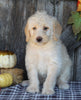 F1B Medium Labradoodle For Sale Millersburg OH Female-Frosty