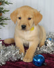 Labrador Retriever Mix For Sale Fredericksburg OH Female-Chloe