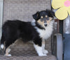 Collie Lassie For Sale Fredericksburg OH Female-Ruthie