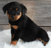 AKC Registered Rottweiler For Sale Applecreek OH -Female Scarlett