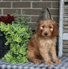 Medium F1BB Goldendoodle For Sale Millersburg OH Male-Denver