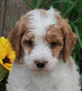 Medium F1BB Goldendoodle For Sale Millersburg OH Male-Don