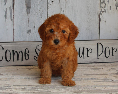 AKC Registered Toy Poodle For Sale Millersburg OH Female-Dixie