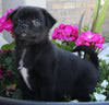 Pug For Sale Millersburg OH Female-Sallie