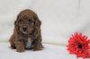 Cockapoo For Sale Millersburg, OH Female- Ava