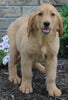 AKC Registered Golden Retriever For Sale Millersburg OH Female-Hallie