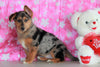 German Shepherd Mix For Sale Millersburg, OH Female- Sonia