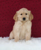 AKC Registered Golden Retriever For Sale Fredericksburg OH Female-Lily