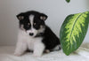 Pomsky For Sale Fredericksburg, OH Female- Daisy