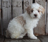 AKC Registered Moyen Poodle For Sale Wooster OH Male- Jester