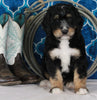 Bernedoodle For Sale Sugarcreek OH Male-Rocky