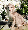 F1B Medium Labradoodle For Sale Millersburg OH Female-Faith