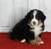 AKC Registered Bernese Mountain Dog For sale Millersburg OH Male-Mason