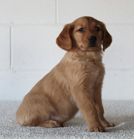 AKC Registered Golden Retriever For Sale Millersburg OH Female-Callie