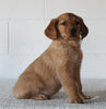 AKC Registered Golden Retriever For Sale Millersburg OH Female-Callie