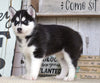 AKC Registered Siberian Husky For Sale Millersburg, OH Female- Molly