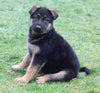 AKC Registered German Shepherd For Sale Millersburg OH Female-Megan