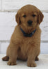 AKC Registered Golden Retriever For Sale Millersburg OH Male-Ace