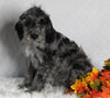 F1B Medium Labradoodle For Sale Millersburg OH Female-Fern