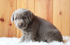 AKC Registered Silver Labrador Retriever For Sale Fredericksburg, OH Female- Cutie Pie