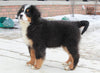 AKC Registered Bernese Mountain Dog For Sale Brinkhaven, OH Male- Buster
