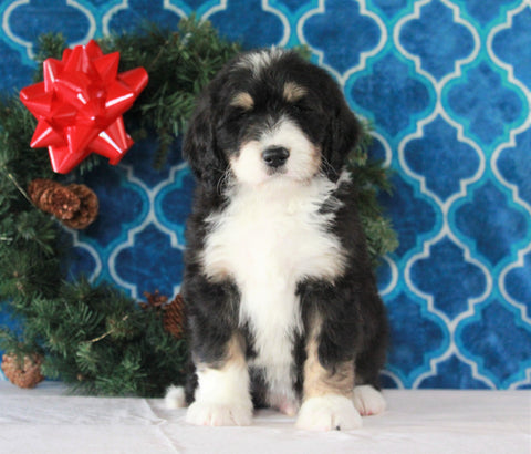 Bernedoodle (Standard) For Sale Sugarcreek, OH Male- Nemo