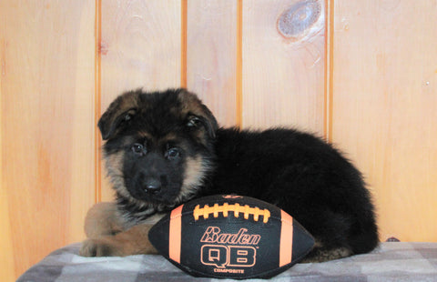 AKC Registered German Shepherd For Sale Millersburg, OH Male- Chief