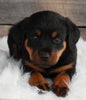AKC Registered Rottweiler For Sale Applecreek OH -Female Scarlett