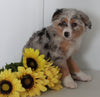 Mini Australian Shephard For Sale Wooster OH Hailey