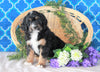 Bernedoodle For Sale Sugarcreek, OH Female- Twinkle