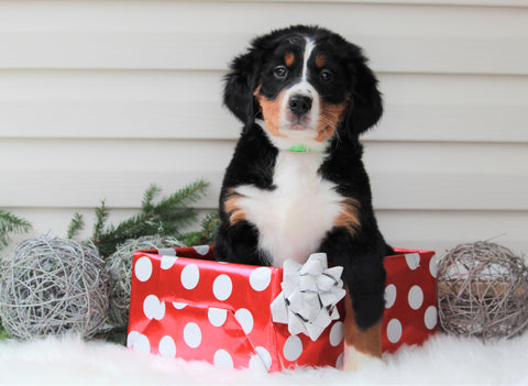 AKC Registered Bernese Mountain Dog For Sale Sugarcreek, OH Female- Candy