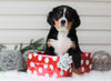 AKC Registered Bernese Mountain Dog For Sale Sugarcreek, OH Female- Candy