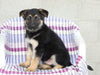 AKC Registered German Shepherd For Sale Sugarcreek, OH Male- Lincoln